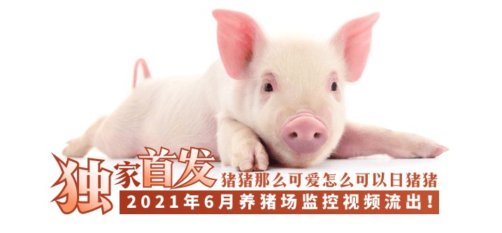 【独家首发】2021年6月养猪场监控视频流出！！！!